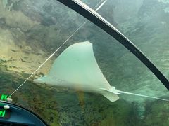 -悉尼海洋生物水族馆