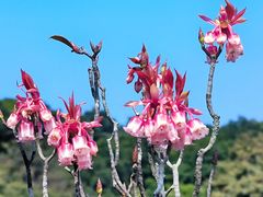 -梧桐山风景名胜区