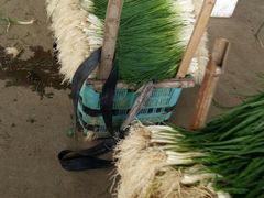 -江杨农产品批发市场