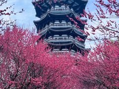 -洋湖国家湿地公园