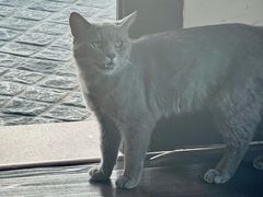-猫岛主趣味餐厅(鼓浪屿店)