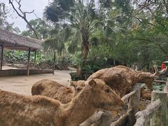 -海南热带野生动植物园
