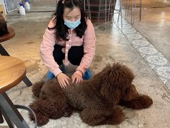 -more than meow吴止猫主题餐厅(承德 中船汇店)