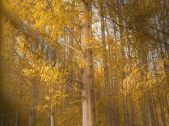 -桤木河湿地公园