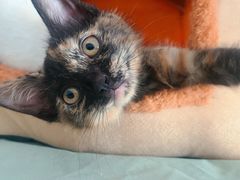 -宠颐生汉谟拉比宠物医院