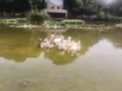 -洛阳市牡丹公园