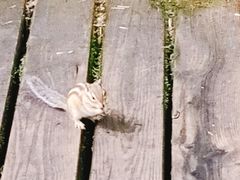 -五营红松林海景区