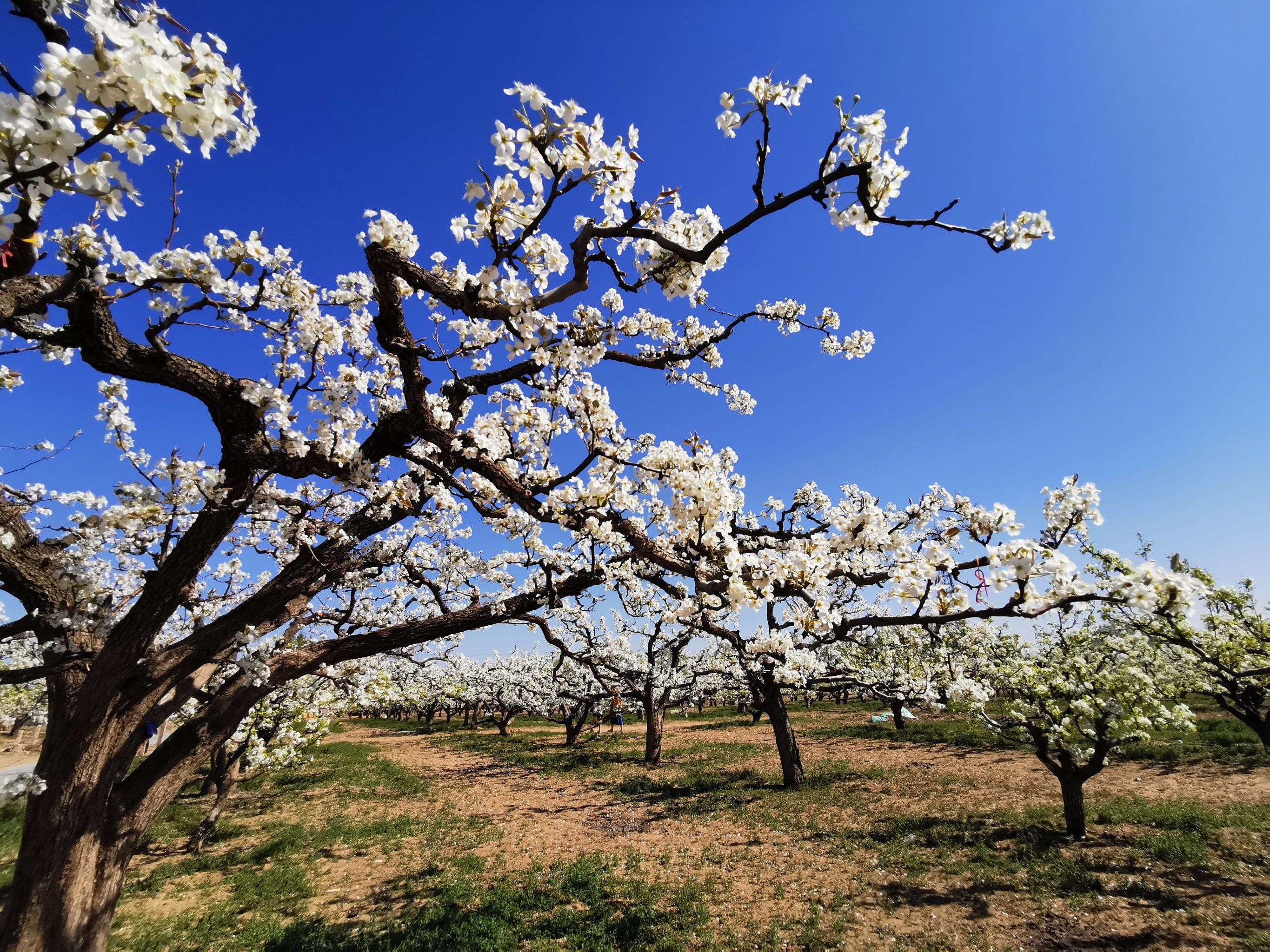 大兴万亩梨园花都开了!在蓝天白云映衬下,真美!