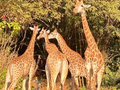 -广州长隆野生动物世界