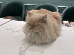 -安格丽娜·狗咖·猫咖羊驼咖(春熙路百盛商场店)