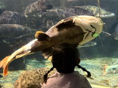 -太平洋海底世界