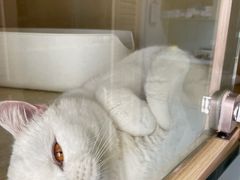 -萌兽医馆·眼科·异宠专科(三里屯店)