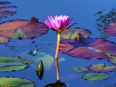 -国家植物园南园