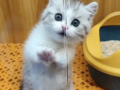 -欣宠猫屋·矮脚拿破仑·蓝金金渐层