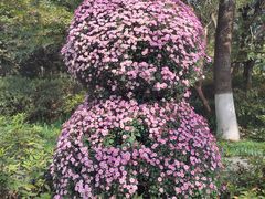-杭州植物园