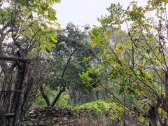 -大岭沟猕猴桃谷风景区