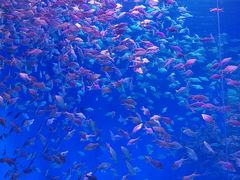 -合肥海洋世界