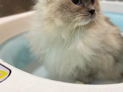 -PETKIT小佩宠物·低压洗护(国顺东路店)