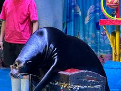 -烟台海昌鲸鲨海洋公园