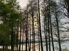 -贡湖湾湿地公园