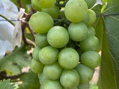 -马陆小张葡萄园农家乐