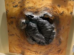 -辽宁古生物博物馆