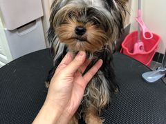 -小尾巴宠物店(万科·金域华庭店)