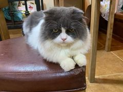 -李小姐の猫咖啡馆(五角场店)