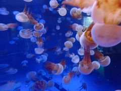 -芜湖新华联大白鲸海洋公园