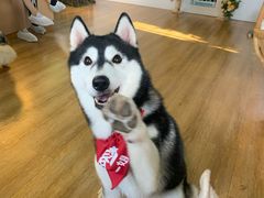 -Husky Go! 哈士奇体验馆·宠物咖啡厅狗咖