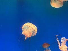-南昌融创海世界