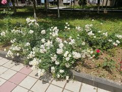 -西安外国语大学-学生食堂
