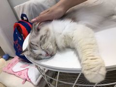 -momokira米努特·德文卷毛猫·棉花面纱犬