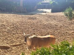 -石家庄市动物园