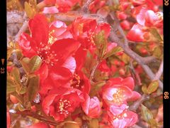 -英皇电影城(英皇集团中心IMAX店)