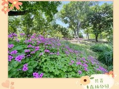 -上海共青森林公园