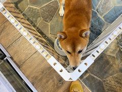 -酷以爬仙阁实体爬宠店·守宫·蜥蜴·专业繁育