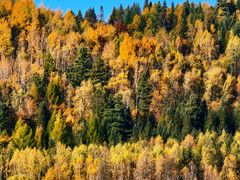 -五营红松林海景区