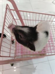 -Moni星球萌宠·小马宝莉·灵蛇·高端高阶全萌宠互动体验俱乐部(红豆国际广场店)