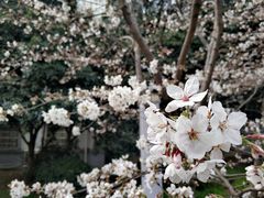 -武汉大学-樱园