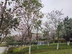 -海珠湖公园