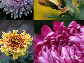 婀娜多姿  争奇斗艳  2021共青菊花展