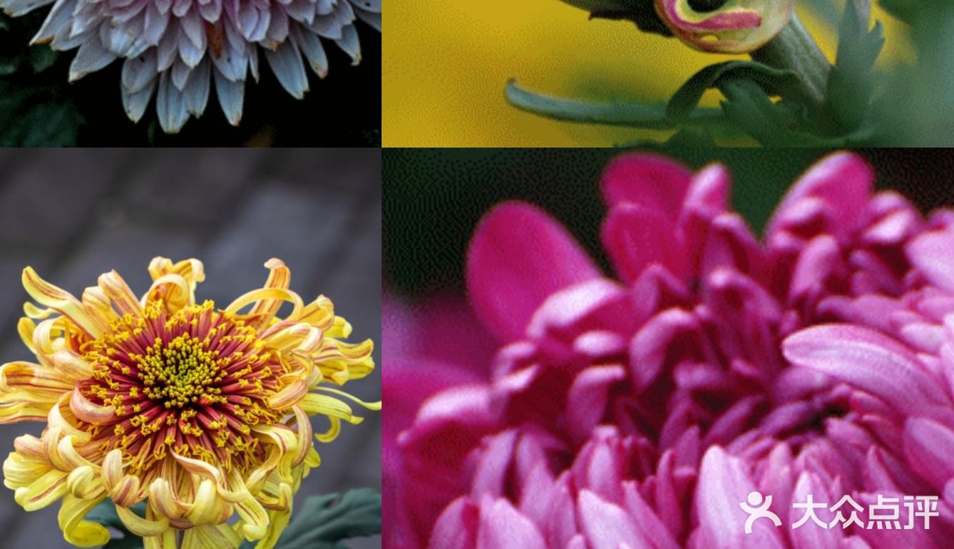 婀娜多姿  争奇斗艳  2021共青菊花展