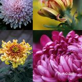 婀娜多姿  争奇斗艳  2021共青菊花展