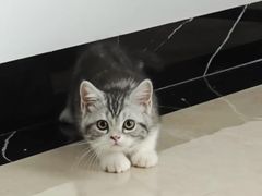 -lincat·猫舍(广州店)