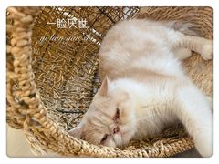 -飞行喵MR PILOT|猫舍·猫咖(静安大融城店)