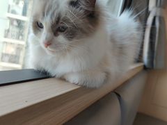 -喵园·猫主题咖啡厅·撸猫·猫咖(国贸店)