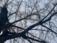 -白云观