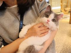 -momokira米努特·德文卷毛猫·棉花面纱犬
