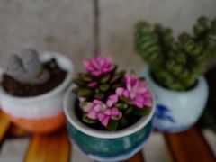 -双季花艺园艺市场(浦东店)